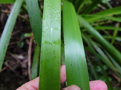 Machaerina sinclairii