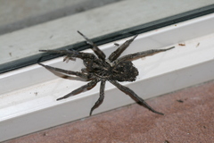 Tasmanicosa godeffroyi