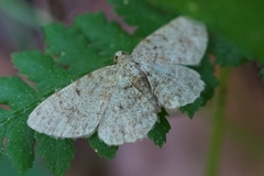 Geometridae