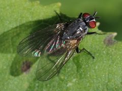Emmesomyia