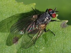 Emmesomyia