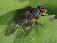 Emmesomyia
