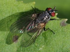 Emmesomyia