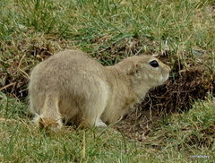 Spermophilus alashanicus