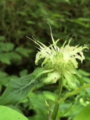 Monarda clinopodia
