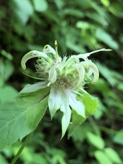 Monarda clinopodia
