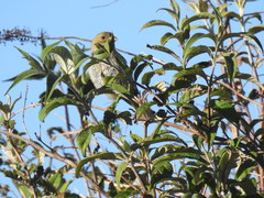 Chloris chloris