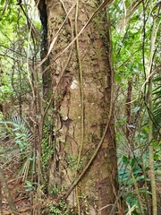 Dacrycarpus dacrydioides