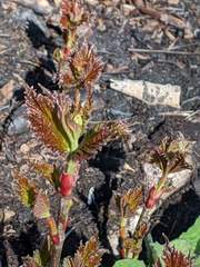 Viburnum edule