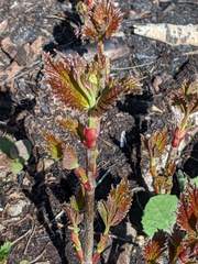 Viburnum edule