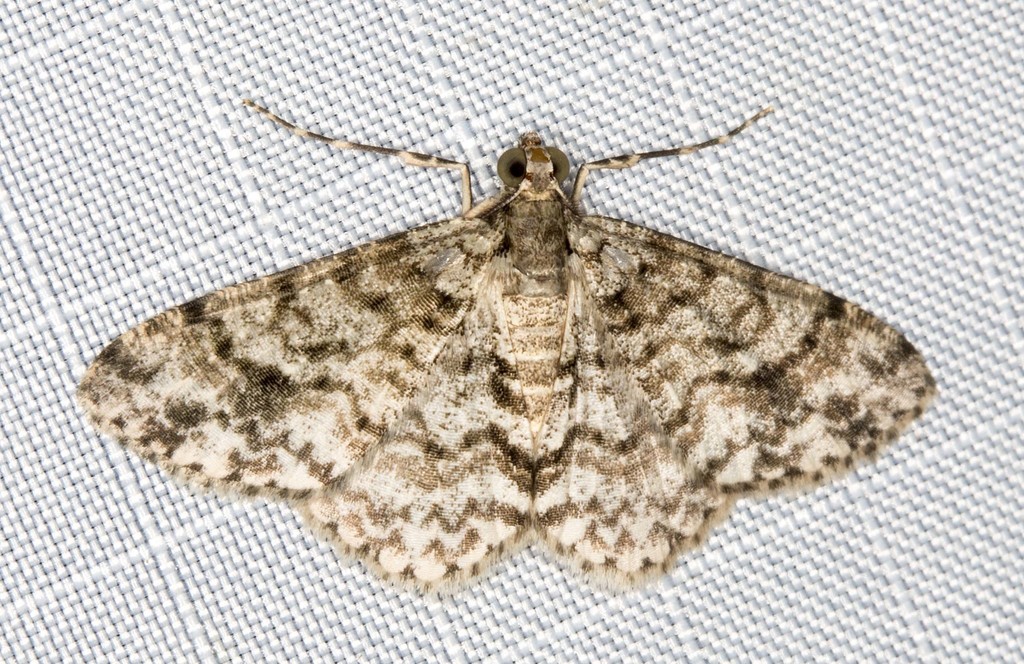 Myrioblephara