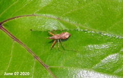 Gorpis brevilineatus