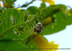 Araneus granadensis