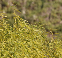 Acacia oraria