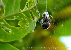 Araneus granadensis