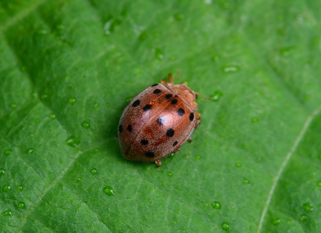 Mexican Bean Beetle