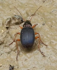 Chlaenius laticollis
