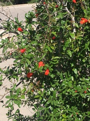Punica granatum