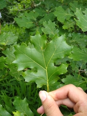 Quercus acerifolia