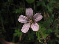 Geranium holosericeum