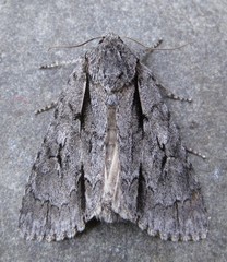 Acronicta