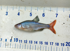 Lythrurus umbratilis