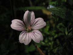 Geranium holosericeum