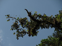 Guarea kunthiana