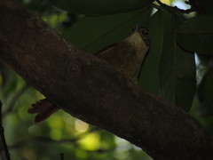 Anabacerthia variegaticeps