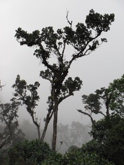 Guarea kunthiana