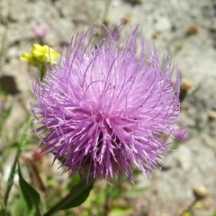 Cheirolophus sempervirens