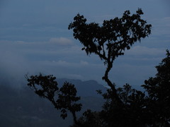 Guarea kunthiana