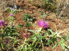 Centaurea calcitrapa calcitrapa