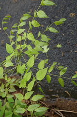 Wisteria floribunda