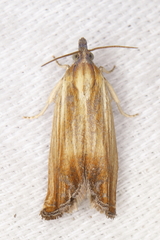 Eucosma umbrastriana