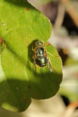 Eulonchus smaragdinus