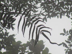 Serpocaulon sessilifolium