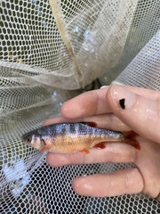 Lythrurus fasciolaris