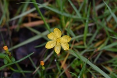 Sisyrinchium angustissimum