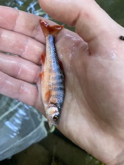 Lythrurus fasciolaris