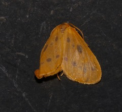 Image of Eubaphe meridiana