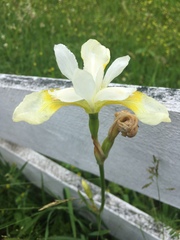 Irideae