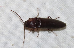 Melanotus castanipes