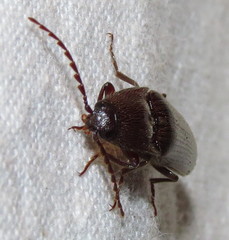 Melanotus castanipes