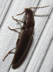 Melanotus castanipes