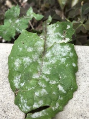 Golovinomyces sonchicola