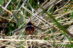 Bombylius pygmaeus