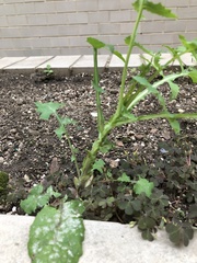 Golovinomyces sonchicola