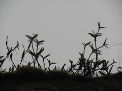 Maxillaria aggregata