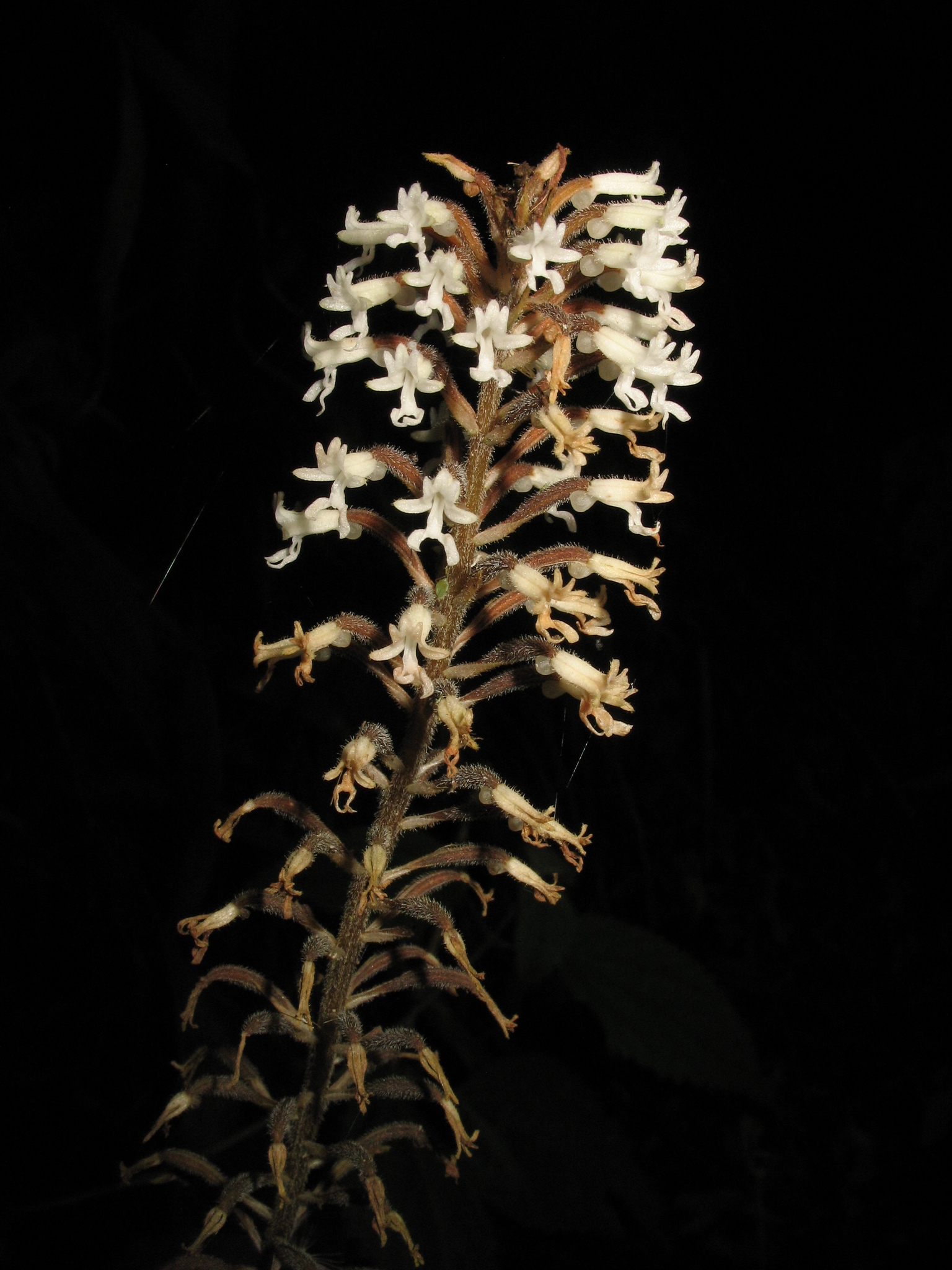 Microchilus